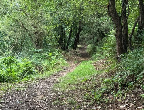 Santillana del Mar finaliza la recuperación del sendero histórico de Herrán-Altamira