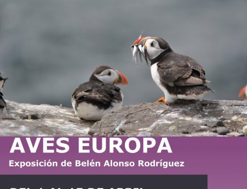 La exposición ‘Aves Europa’ aterrizará este lunes en el Museo Jesús Otero